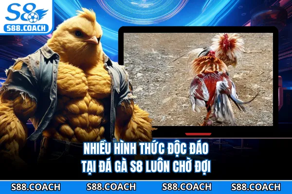 Nhiều hình thức độc đáo tại đá gà S8 luôn chờ đợi
